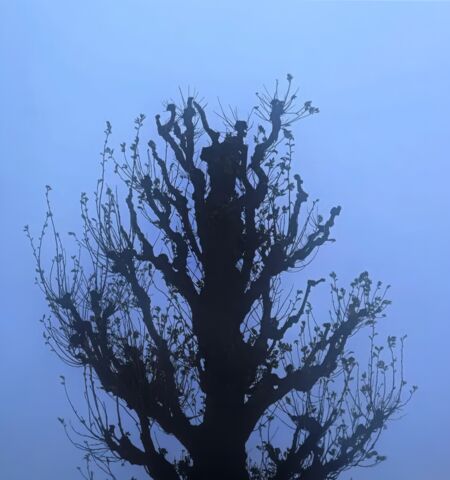 Silhouette of a pollarded tree against a blue-grey sky